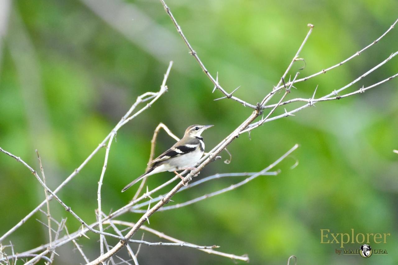 Explorer By Eco Team - Wasgamuwa National Park 외부 사진