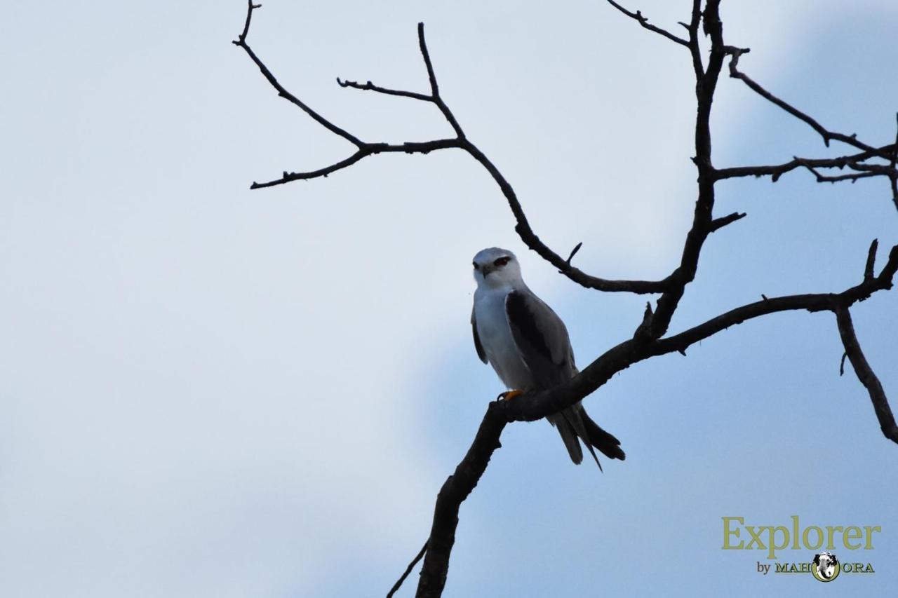 Explorer By Eco Team - Wasgamuwa National Park 외부 사진