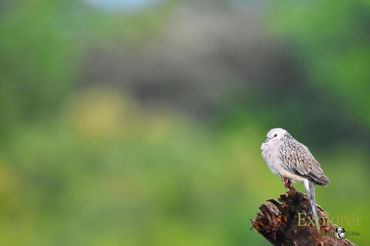 Explorer By Eco Team - Wasgamuwa National Park 외부 사진